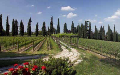 Wine wedding: matrimonio in vigna